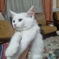 گربه
