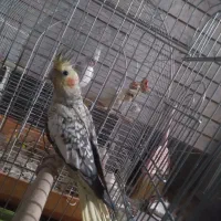 عروس هلندی ماده آماده جفت گیری