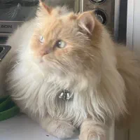 گربه پرشین نر