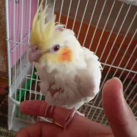 دو عدد جوجه عروس هلندی|پرنده|تربت‌حیدریه, یحیی آباد|دیوار