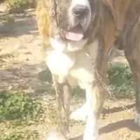 سگ الابای روسی نر قد مثبت 90ژرمن سراب قدرجونی|سگ|تهران, تهرانپارس شرقی|دیوار