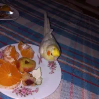 گم شدن پرنده