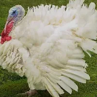 مرغ محلی ۲۸۰|خوردنی و آشامیدنی|رشت, حمیدیان|دیوار