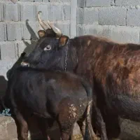 گاو با گوساله نر چالوسی