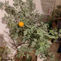فروش درختچه نارنگی و سیکاس طبیعی