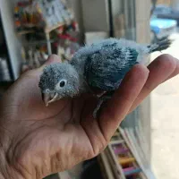 جوجه راهب سرلکی