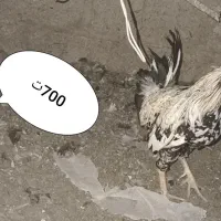 پرنده و مرغ