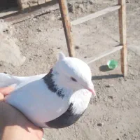 کبوتر|پرنده|سوسنگرد, |دیوار