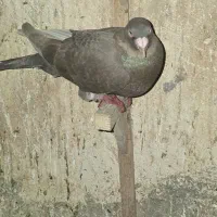 دورگ درجه یک ذات فولاد|پرنده|شوشتر, |دیوار