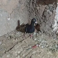 کفتر آلمانی رنگه پرشی فروشی