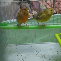 قناری نر و ماده