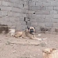 سگ نر قدرجونی نگهبان|سگ|اصفهان, نقش جهان|دیوار