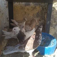 صید|پرنده|مشهد, خواجه ربیع|دیوار