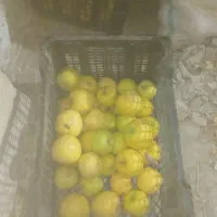 فروش عمده سیب درجه یک و دو|خوردنی و آشامیدنی|صائین قلعه, |دیوار