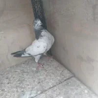 کفتر|پرنده|اردکان, |دیوار