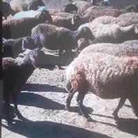 گوسفند قزل افشار