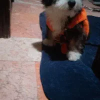 واگذاری سگ رایگان