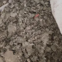 کود کبوتر