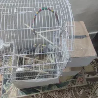 ۲جفت عروس هلندی|پرنده|چناران, |دیوار