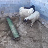 ۵راس بره ۳راس ماده ۲راس نر