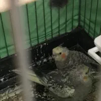 پرنده زینتی