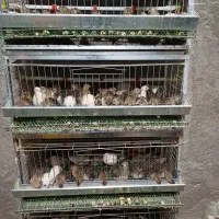 بلدرچین و تخم بلدرچین