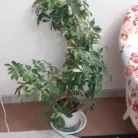 گیاه شفلر ساده و ابلق