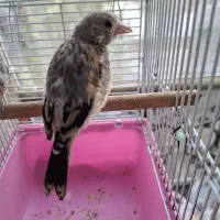 جوجه سهره سرلاکی قفس