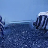 ماهی تایگر سوماترا|ماهی|بروجرد, |دیوار