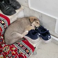 گمشده|حیوانات|خوی, |دیوار