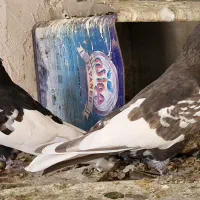 یجف یال نروماده درجه یک بشرط تخموجوجه