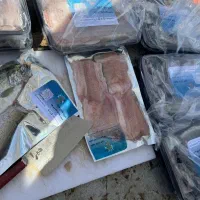 ماهی قزل آلا تازه فیله شده