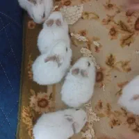 خرگوش
