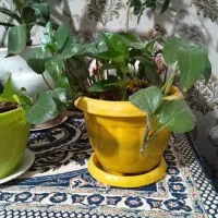 گل طبیعی آپارتمانی
