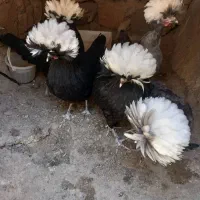لهستانی