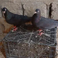 یک جفت زاغ چشم نوک