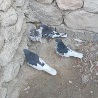 یال سیاه یال قهویی|پرنده|کازرون, |دیوار