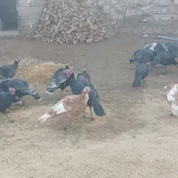 بوقلمون|حیوانات مزرعه|مهاباد (آذربایجان غربی), |دیوار