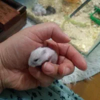 همستر کمپل چشم تیله ای|موش و خرگوش|تهران, صد دستگاه|دیوار