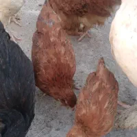 مرغ خروس و جوجه توضیحات خونده شود|حیوانات مزرعه|گرگان, |دیوار