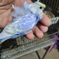 مرغ عشق پروانه ای و رنگین کمانی