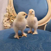 جوجه برهما لایت اصل ( امپراتور غول پیکر)|حیوانات مزرعه|کاشان, مدرس|دیوار