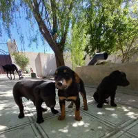 توله سگ دوبرمن معاوضه با مرغ جوان