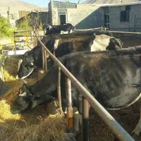 گاو شیری|حیوانات مزرعه|سرولایت, |دیوار