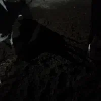 دود عزیزان باغدار