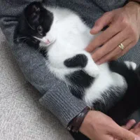 بچه گربه اسکاتیش فولد تاکسیدو