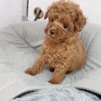 توی دختر و پسر