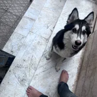 توله هاسکی و گرگ