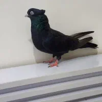 زاغ ابادنی نر جوان|پرنده|شوشتر, |دیوار