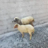 گوسفندوبره